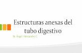 Estructuras anexas del tubo digestivo · Estructuras anexas del tubo digestivo Br. Ángel Hernandez C. ¿Qué son? •Son estructuras que ayudan el proceso de la digestión. •Incluye: