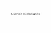 Cultivos microbianos - [DePa] Departamento de …depa.fquim.unam.mx/amyd/archivero/Cultivosmicrobianos_26105.pdf · Cinética . ejercicios •Al tiempo 0 se tienen 10 millones y después