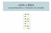 caracterización y métodos de estudio - Apache2 Ubuntu ...ufq.unq.edu.ar/Docencia-Virtual/BQblog/DNA-III.pdf · Lisis alcalina: buffer + EDTA ... Lisis de RNA Neutralización ...