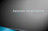 APARATO Respiratorio y urinario.pdf · Porción respiratoria Los bronquiolos respiratorios Los conductos alveolares Saco alveolar Los alveolos pulmonares El mecanismo de ventilación