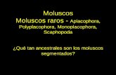 Moluscos Moluscos raros - Aplacophora, … · Moluscos Moluscos raros - Aplacophora, Polyplacophora, Monoplacophora, Scaphopoda ¿Qué tan ancestrales son los moluscos segmentados?