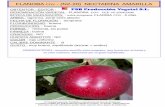 FLANOBA COV - (N2-20) NECTARINA AMARILLAogi.pepinieres-grard.com/media/fck/files/PSB-CATALOGUE-NECTARIN… · flanoba cov - (n2-20) nectarina amarilla obtentor - editor : psb producción