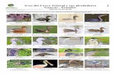 Aves del Cerro Totoral y sus alrededores 1 W Birds …fieldguides.fieldmuseum.org/sites/default/files/rapid-color-guides... · Birds Santay Aves del Cerro Totoral y sus alrededores