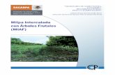Milpa Intercalada con Árboles Frutales (MIAF) - sagarpa.mxsagarpa.mx/desarrolloRural/Documents/fichasCOUSSA/03 MILPA... · da que en el primer año de plantación de los árboles