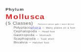 Phylum Mollusca - bio.fsu.edubsc2011l/sum07/Sum 07 F 03 Mollusca.pdf · Phylum. Mollusca (5 Classes) Pol. icemen . ce. nsor . ga. ls in . sc. ant . bi. kinis! Polyplacophora – Many