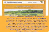 Arapaima Gigas: Notas sobre seu cultivo no INPA paiche/pld1826... · testada a utilização de três atrativos alimentares (glutamato monossódico, ensilado biológico de pescado