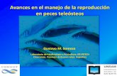 Avances en el manejo de la reproducción en peces teleósteos · •Intraperitoneal, intramuscular