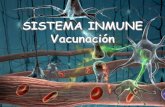 SISTEMA INMUNITARIO - iespoetaclaudio.centros.educa.jcyl.esiespoetaclaudio.centros.educa.jcyl.es/sitio/upload/sistema_inmune... · Las moléculas de anticuerpos se unen a las de antígeno,