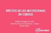 EFECTOS DE LAS MICOTOXINAS EN CERDOS - Inicio · Alkaloides de Ergot Trichothecenos. ... Ingestión de dietas contaminadas con micotoxinas: • Incrementa la susceptibilidad a patógenos: