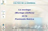 La moringa (Moringa oleifera) en la Península Ibérica · Características del aceite de moringa • La semilla de Moringa contiene un 35 % de aceite de muy alta calidad • Similar