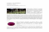 ALERGIA A LAS GRAMINEAS · GRAMINEAS – GRASS Familia Taxonómica: Graminea Pertenencen a las Angiospermas (o plantas con flor) CARACTERISTICAS GENERALES Hierbas anuales, o perennes