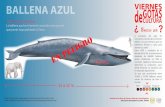 BALLENA AZUL - arquitectura.unam.mxarquitectura.unam.mx/uploads/8/1/1/0/8110907/ballena_azul.pdf · BALLENA AZUL (Balaenoptera musculus) La ballena azul es el animal conocido más