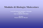 Modulo di Biologia Molecolare - omero.farm.unipi.itomero.farm.unipi.it/matdidFarm/9/Modulo-BiolMol-A-K-cap1.pdf · acquisire un nuovo fenotipo in seguito alla trasfezione con DNA..