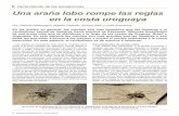 Una araña lobo rompe las reglas en la costa uruguaya · ojos de las arañas lobo permite a los investigadores reconocerlas y localizarlas, aún a distancias de varios metros. ...