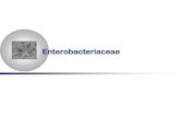 Enterobacteriaceae - cassionc.files.wordpress.com · Características Anaeróbios facultativos Fermentadores da glicose Reduzem Nitrato a Nitrito Oxidase negativa Catalase + Móveis