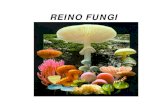REINO FUNGI - repositorio.geracaoweb.com.brrepositorio.geracaoweb.com.br/20131030_091317reino_fungi_1_modo_de... · REINO FUNGI. Características Gerais: ... o que confere um critério