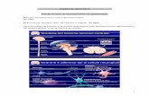 Struttura del sistema nervoso centrale - filippolotti.it ANNO/Sclerosi multipla.pdf · Struttura del sistema nervoso centrale Plesso cervicale Cervello Diencefalo Corpo calloso Cervelletto