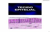 1. Classificação do Tecido Epitelial - foa.unesp.br · 16/04/2012 13 superfÍcies epiteliais superfÍcie basal superfÍcie intercelular superfÍcie luminal (apical) superfÍcie