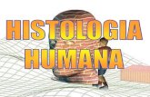 HISTOLOGIA HUMANA - colegiofaat.files.wordpress.com · TECIDO EPITELIAL DE REVESTIMENTO -Apresentam células pavimentosas, cilíndricas e cúbicas, com GLICOCÁLIX (Aceptores e reforços