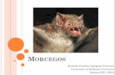 MORCEGOS - fmvz.unesp.br · Cultura Maia Deus-morcego ... norte da Argentina ... Slide 1 Author: DC Created ...
