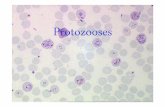 Protozooses - sindcomteresina.com.br 2010.pdfFilo Protozoa • Cerca de 6000 ... • Mastigophora (Flagelatta) - presença de flagelos Ex.: Trypanosoma, ... Trypanosoma cruzi • Doença