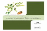 Curso de Identificação Botânica de Espécies Arbóreas da ...mma.gov.br/estruturas/224/_publicacao/224_publicacao28042010052330.pdf · Curso de Identificação Botânica de Espécies