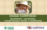 CEASA-CAMPINAS - Abracenabracen.org.br/wp-content/uploads/2013/11/ceasacampinas.pdf · 2016-08-03 · Giro Mensal de Caixas Plásticas: Frutas: 950.000 Verduras: 170.000 Legumes: