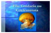 CNIDÁRIOS OU CELENTERADOS - wbio.com.brwbio.com.br/wp-content/uploads/2016/08/Cnidários-Wbio.pdf · Fecundação interna e externa. Desenvolvimento direto (hidras) ... Águas-vivas.