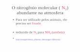 O nitrogênio molecular ( N abundante na atmosfera - iq.usp.br · Regulação do ciclo da uréia • O fluxo de nitrogênio varia com a dieta. • Todas as enzimas do ciclo da uréia