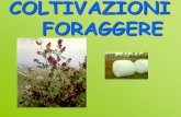 COLTIVAZIONI FORAGGERE - diprove.unimi.it · in primavera (stagione pascoliva utile di 120-150 gg) rimedi integrazione con foraggi conservati . coltivazioni foraggere avvicendate