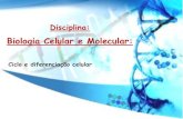 Biologia Celular e Molecular - Cloud Object Storage · DIVISÃO CELULAR A capacidade de ... de cromossomos da célula mãe; ... - meiose típica de organismo com ciclo de vida haploide