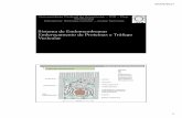 05 - Sistema de Endomembranas · Lisossomos Endossomos ... Retículo endoplasmático liso e rugoso ... Sistema de Endomembranas Complexo de Golgi MembranaNuclear Retículo