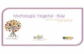 Morfologia Vegetal - Raiz · Raiz - Interna. Raiz 2. Tecidos que formam as raízes: • Epiderme - revestimento • Córtex –preenchimento e armazenamento ... fixação da planta.