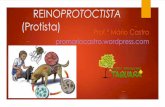 REINOPROTOCTISTA - profmariocastro | Blog Educacional · DOENÇA DE CHAGAS Protozoário: Trypanosoma cruzi (Flagelado parasita). Transmissão: picada de um percevejo sugador de sangue,