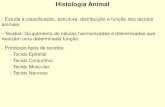 Histologia Animal - colegioequipe.com.br · - Tecido Epitelial - Tecido Conjuntivo - Tecido Muscular - Tecido Nervoso. Tecido Epitelial - Avascular. - Células justapostas com pouca
