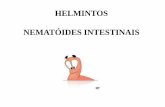 HELMINTOS NEMATÓIDES INTESTINAIS - ifcursos.com.br · Enterobius vermicularis Strongyloides stercoralis Ancilostomídeos Larva migrans. Ascaris lumbricoides Afeta 1,5 bilhões de