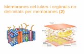 Membranes cel·lulars i orgànuls no delimitats per ...cosmolinux.no-ip.org/recursos_aula/BIO1erBAT/Citologia/Unitat_7... · Membranes cel·lulars i orgànuls no delimitats per membranes
