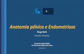 Anatomia pélvica e Endometriose - Clínica Universitária de ...clinicauniversitariaradiologia.pt/tematica/2017 Endometriose.pdf · •Contém vasos, ureter e plexo hipogástrico
