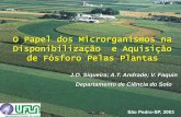 O Papel dos Microrganismos na Disponibilização e Aquisição ...brasil.ipni.net/ipniweb/region/brasil.nsf... · - Síntese microbiana . Inoculantes bacterianos (Biofertilizadores)
