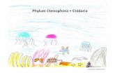 Phylum Ctenophora + Cnidaria¤obiologie... · Porifera Cnidaria Ctenophora metazoa parazoa • mesodermally derived muscles • acetylcholine-based nervous system eumetazoa triploblastic