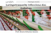 Patologia Aviária Laringotraqueíte Infecciosa das Galinhasgectaunibh.com/wp-content/uploads/2018/08/Aula-de-Laringotraqueíte... · Laringotraqueíte Infecciosa das Galinhas 3.