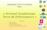 « Archipel Guadeloupe Terre de Pollinisateurs · Melipona variegatipes >20 000 espèces Xylocopa sp. Centris versicolor Megachile lanata. Exomalopsis sp. Exomalopsis similis Exomalopsis