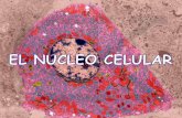 MORFOLOGÍA Y ESTRUCTURA DE LA CELULAiespoetaclaudio.centros.educa.jcyl.es/sitio/upload/nucleo_cromo_1... · contienen la mitad de cromosomas que una célula normal. La mayoría de