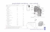 propriedades mecânicas – osso corticaljfolgado/BioTecidos_0607/Aula_290307.pdf · propriedades mecânicas – grau de anisotropia do osso • as propriedades do osso secundário