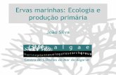 Ervas marinhas: Ecologia e produção primária marinhas Ecologia e... · elevada produtividade, sendo um dos mais produtivos sistemas da biosfera Estabilizam os sedimentos, diminuindo