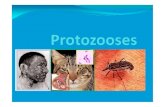 Doença de Chagas - biologiavirtual | Just another ... · Doença de Chagas Agente etiológico : Trypanossoma cruzi Vetor: Triatoma infestans (barbeiro ou chupança). Complicações