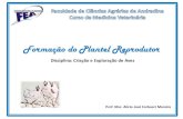 Formação do Plantel Reprodutor · Obedecem princípios semelhantes as criações comerciais, ... LEDUR, M. C.; ÁVILA, V. S. Raças e linhagens de galinhas para criações comerciais
