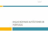 RAÇAS BOVINAS AUTÓCTONES DE PORTUGALwebpages.icav.up.pt/pessoas/mccunha/AGII_AP/2017/Animal/Aula 2... · Table 1- Some differential characteristics of the Portuguese Extensive and