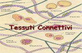 Connective tissue proper - didascienze.it · Ematossilina/eosina Azan-Mallory • ... –Nuclei dei fibroblasti ben visibili •Distribuzione –Tendini •dai muscoli all'osso –Legamenti