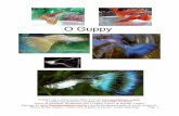 O Guppy · Conhecidos também por Peixe Arco-íris, Barrigudinho, Bandeirinha, ... Compre este e outros peixes deste livro em .